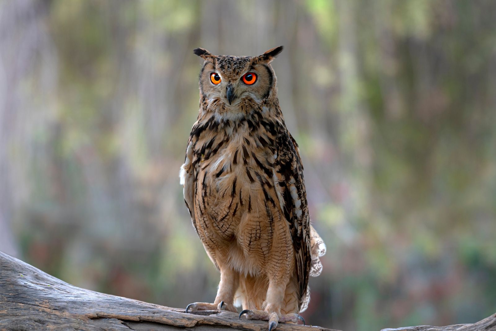 Eurasian Eagle Owl