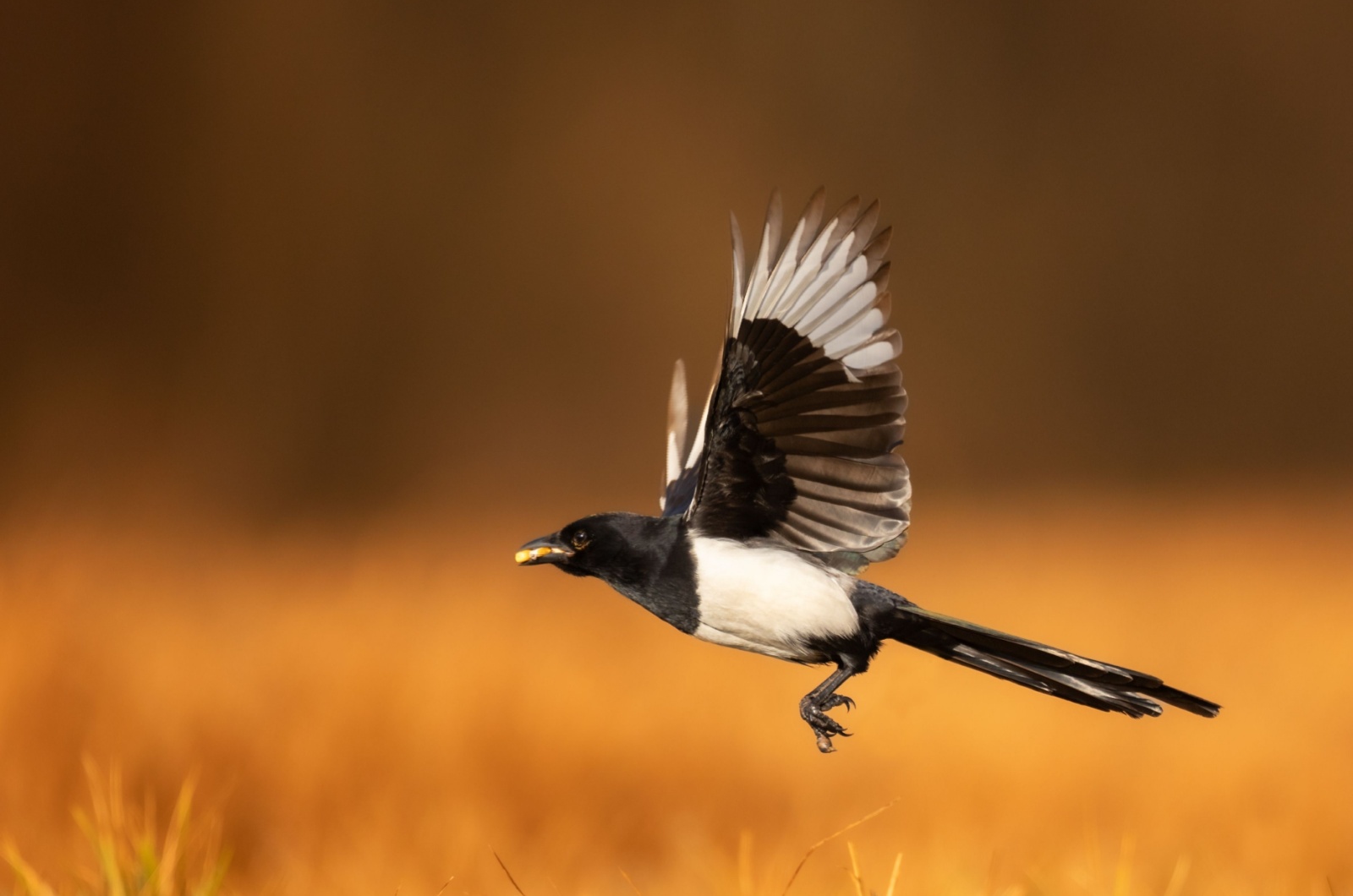 Euresian Magpie