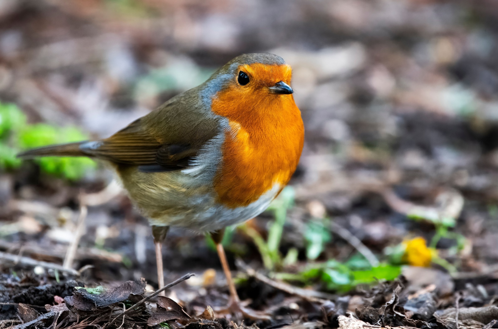 European Robin