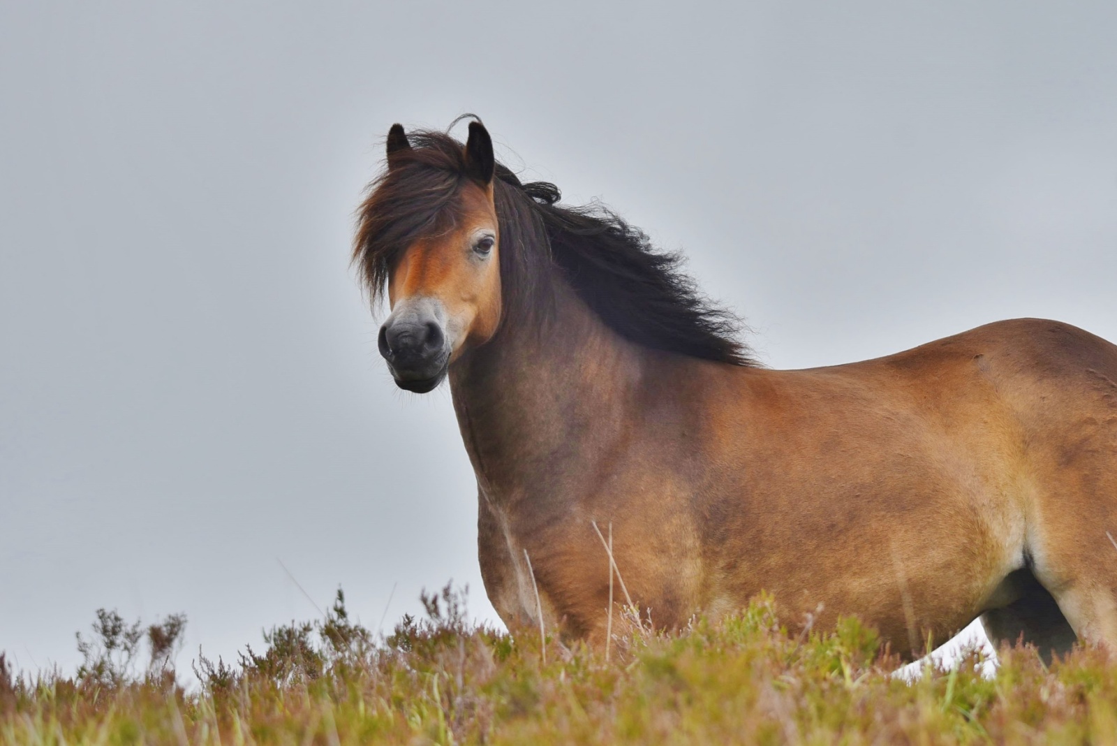 Exmoor Pony