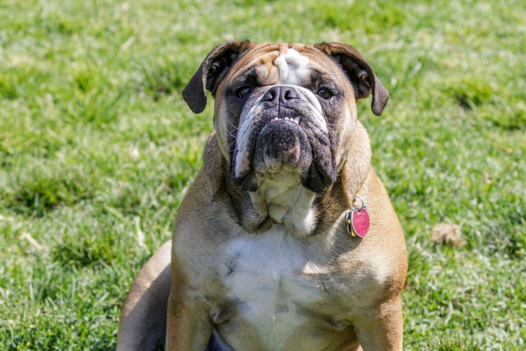 Fallow English Bulldog