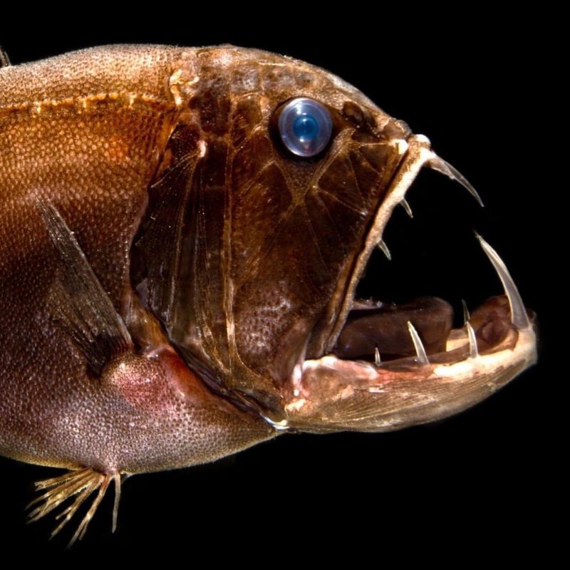 Fangtooth Fish