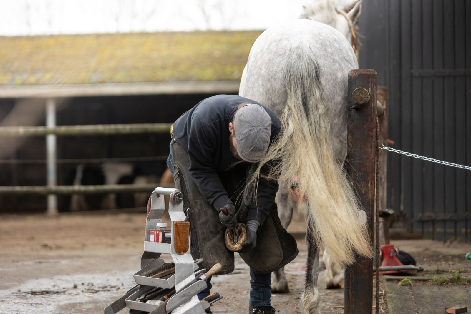 Farrier