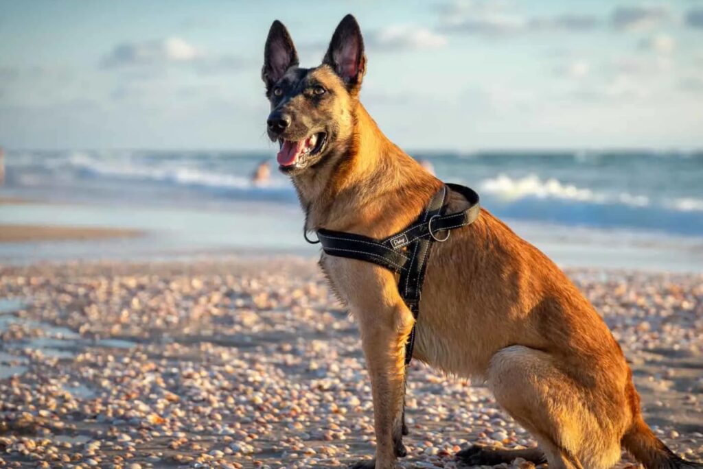 Fawn Belgian Malinois