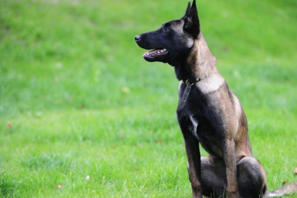 Fawn Sable Belgian Malinois