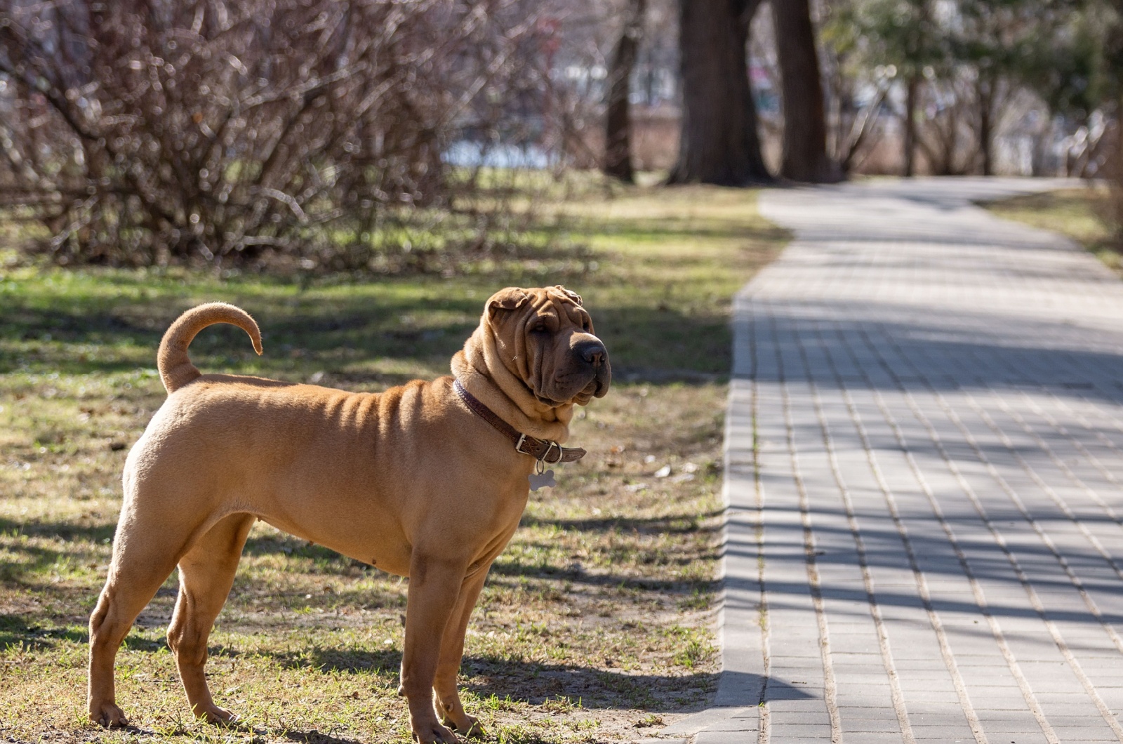 Fawn Shar-Pei