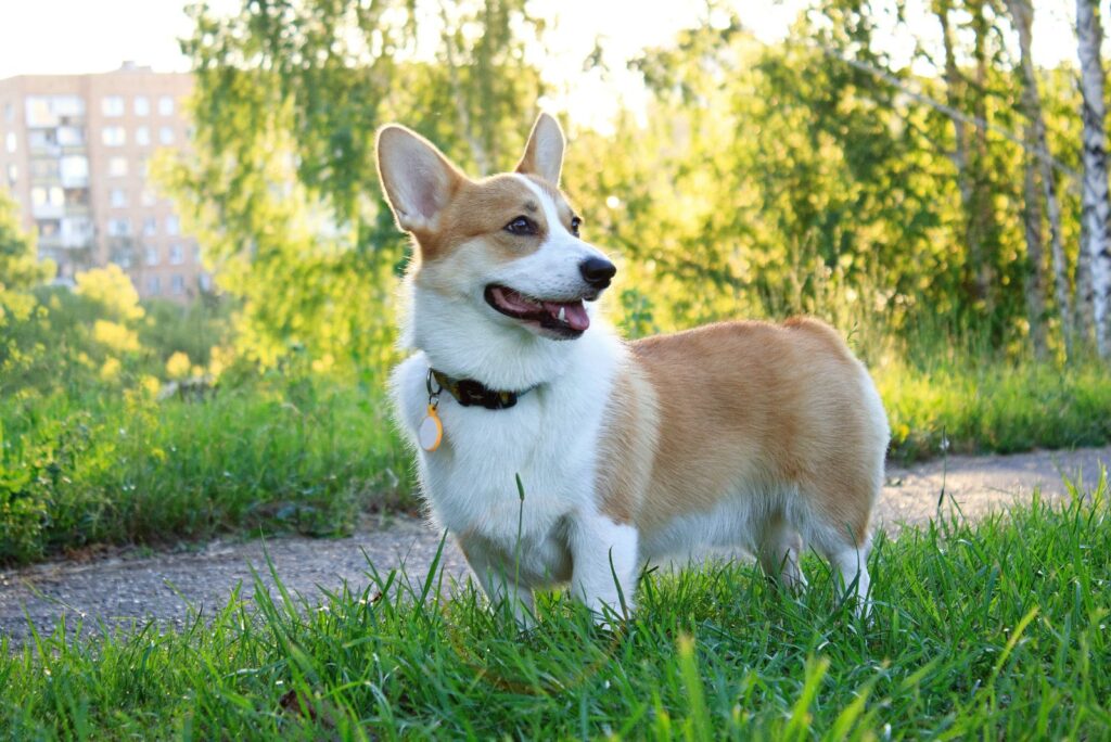 Fawn corgi