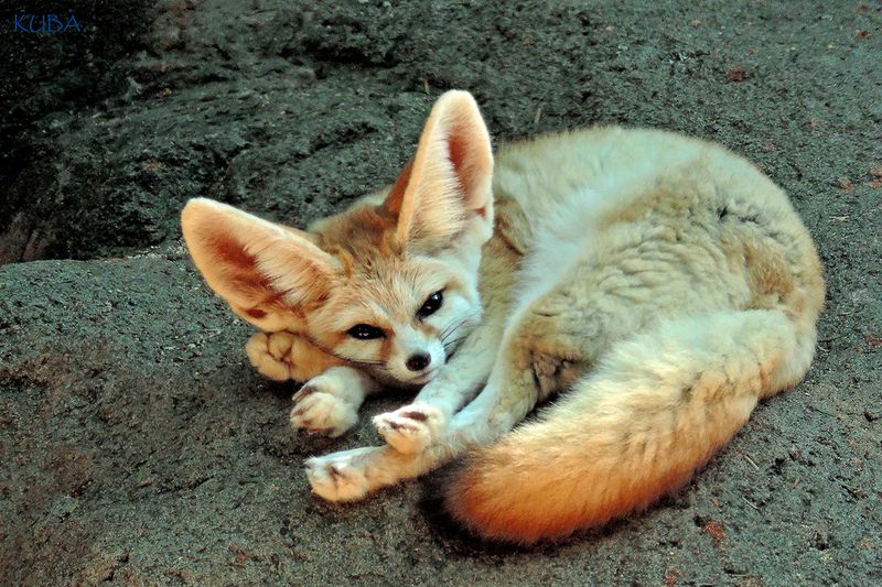 Fennec Fox