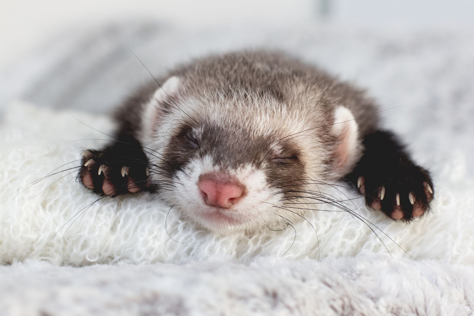 Ferret