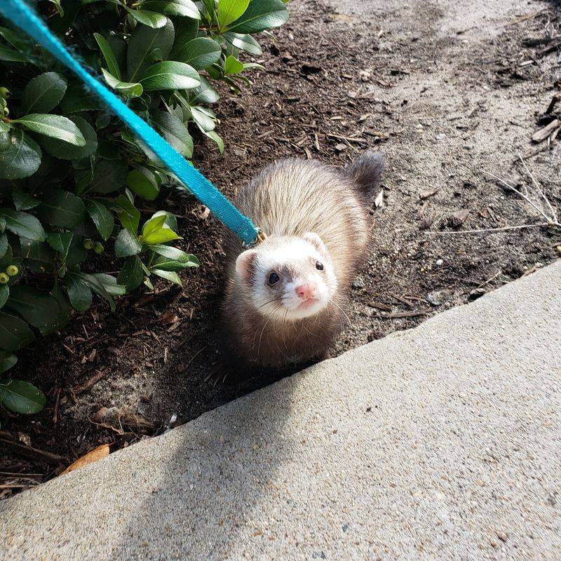 Ferret