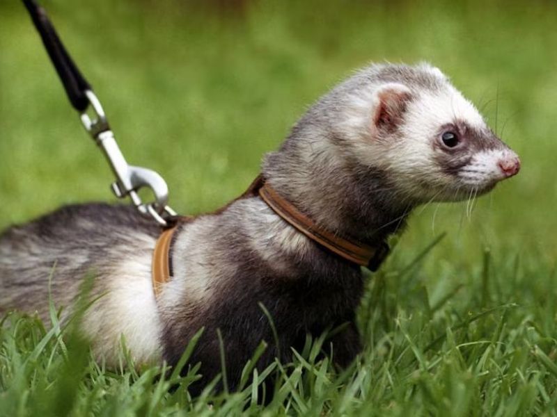 Ferrets