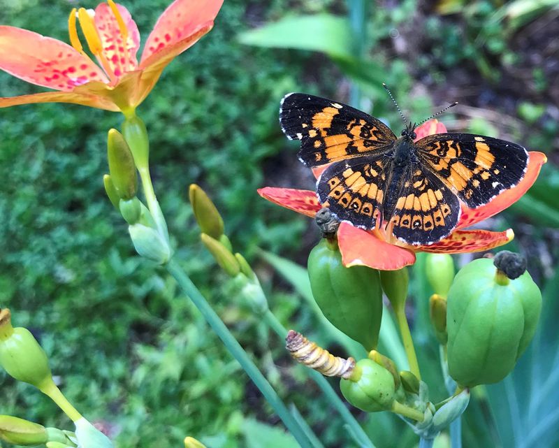 Fiery Costus Butterfly