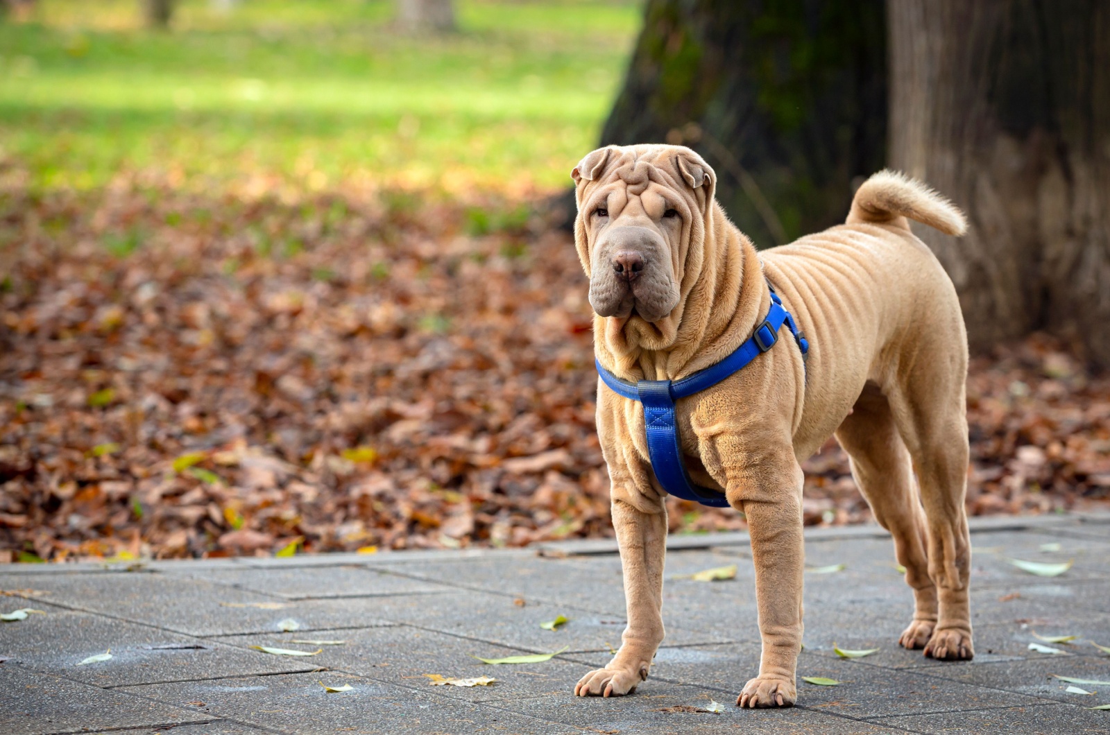 Five Point Red Dilute Shar-Pei