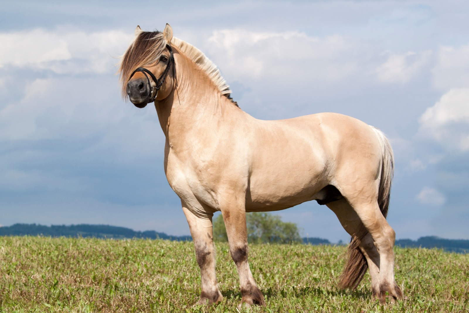 Fjord Horse