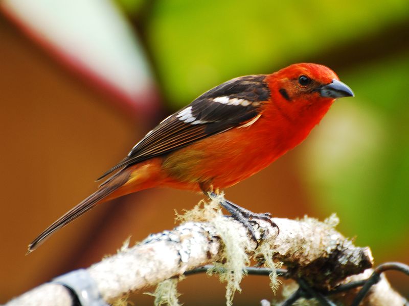 Flame-colored Tanager (Piranga bidentata)