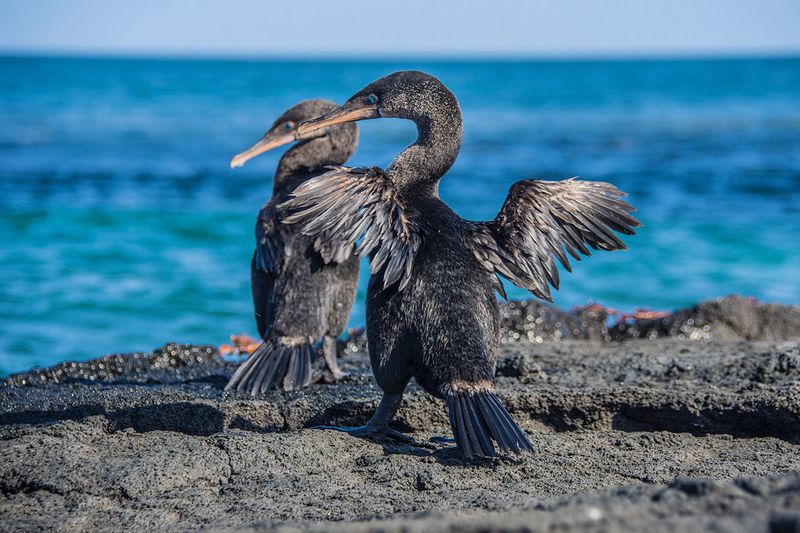 Flightless Cormorant