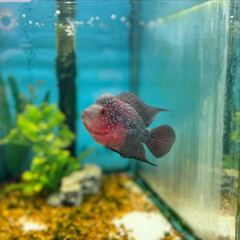 Flowerhorn Cichlid