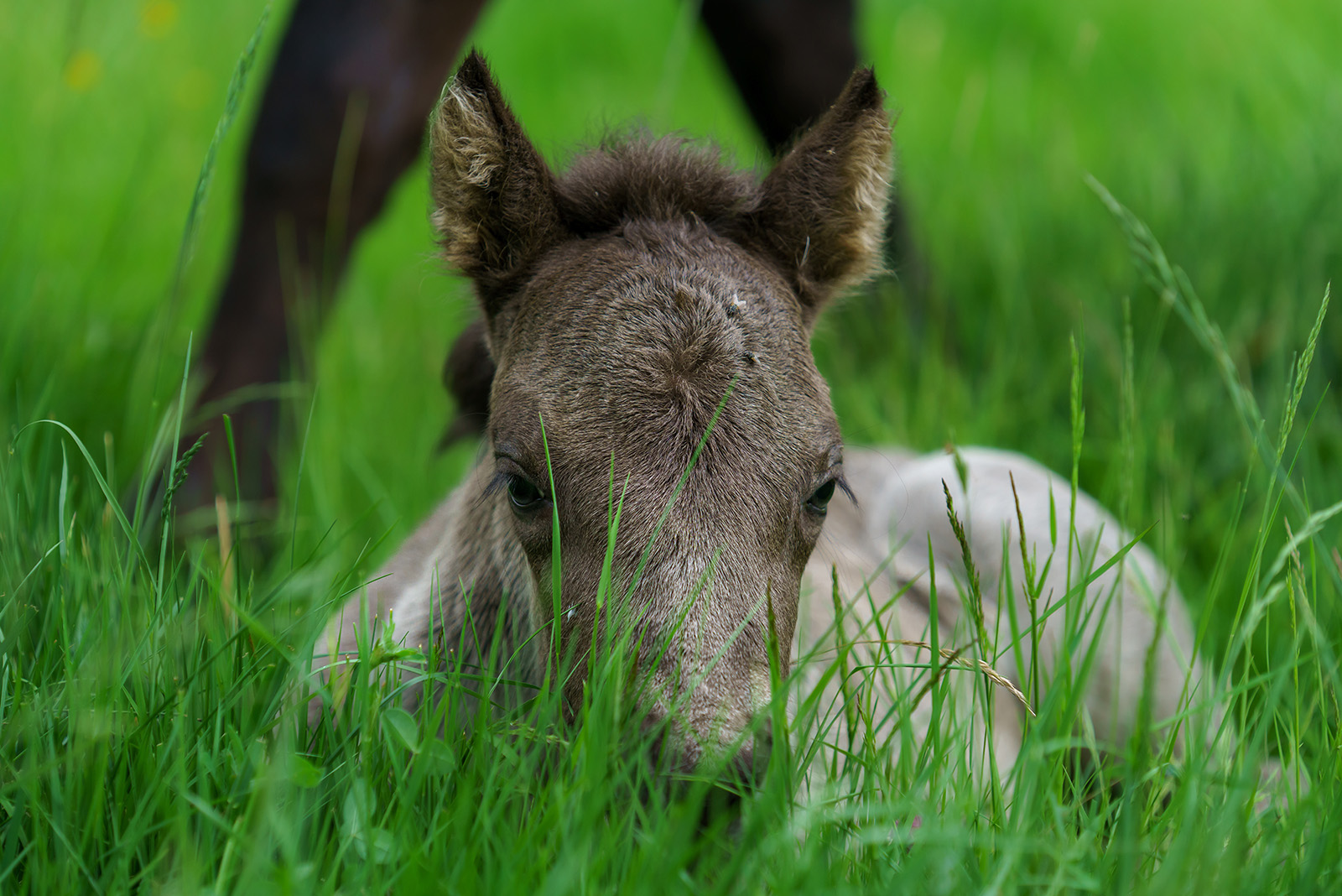 Foal in grass