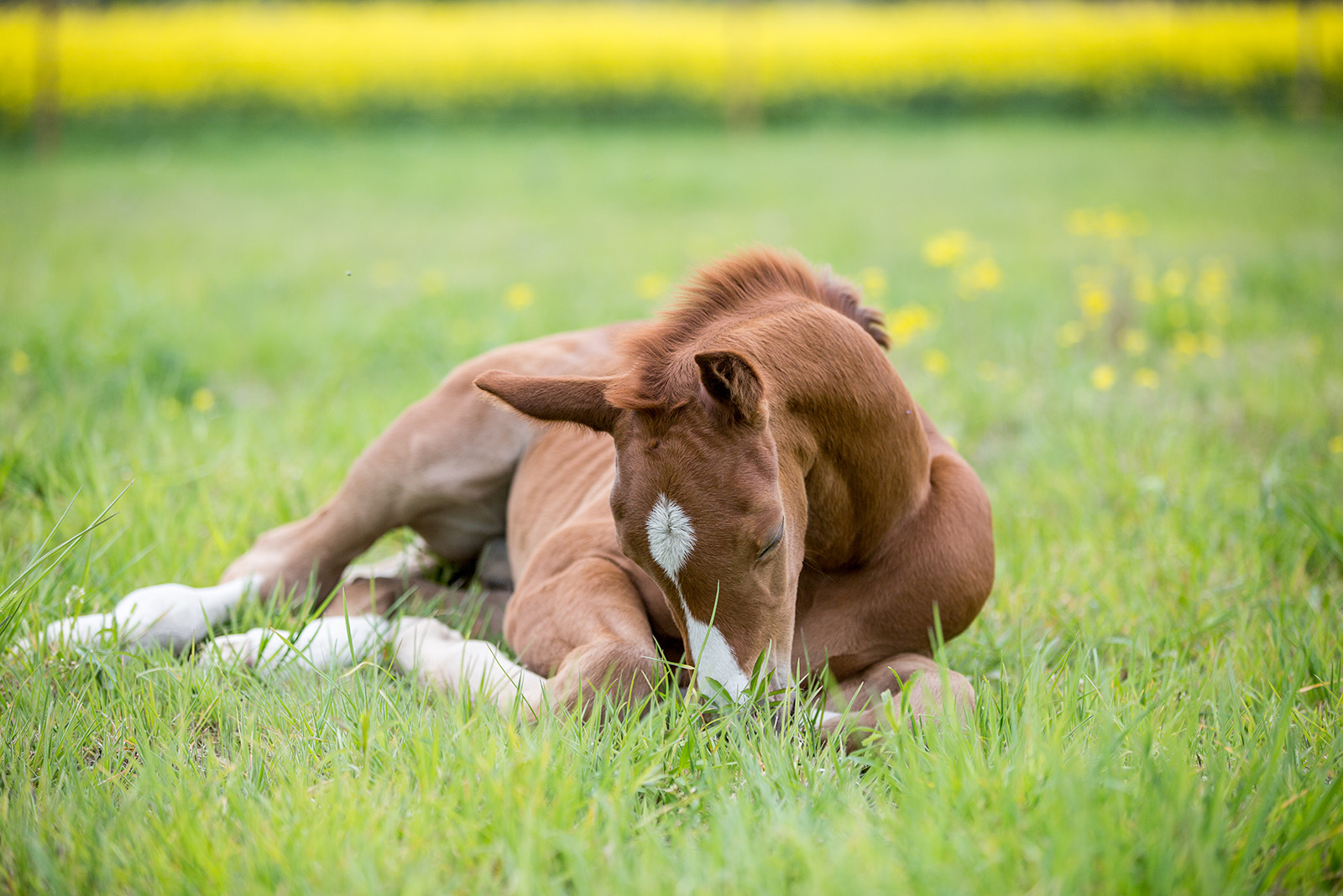 Foal laying down