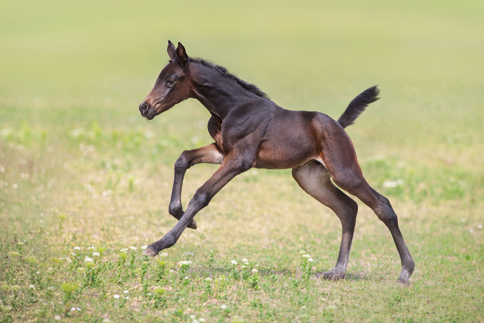 Foal running