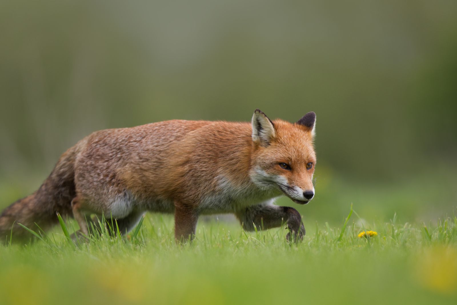 Fox walking