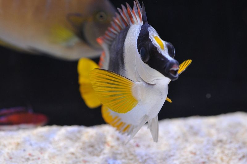 Foxface Rabbitfish