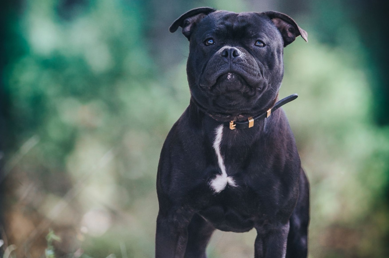 French Bulldog Pitbull posing for picture