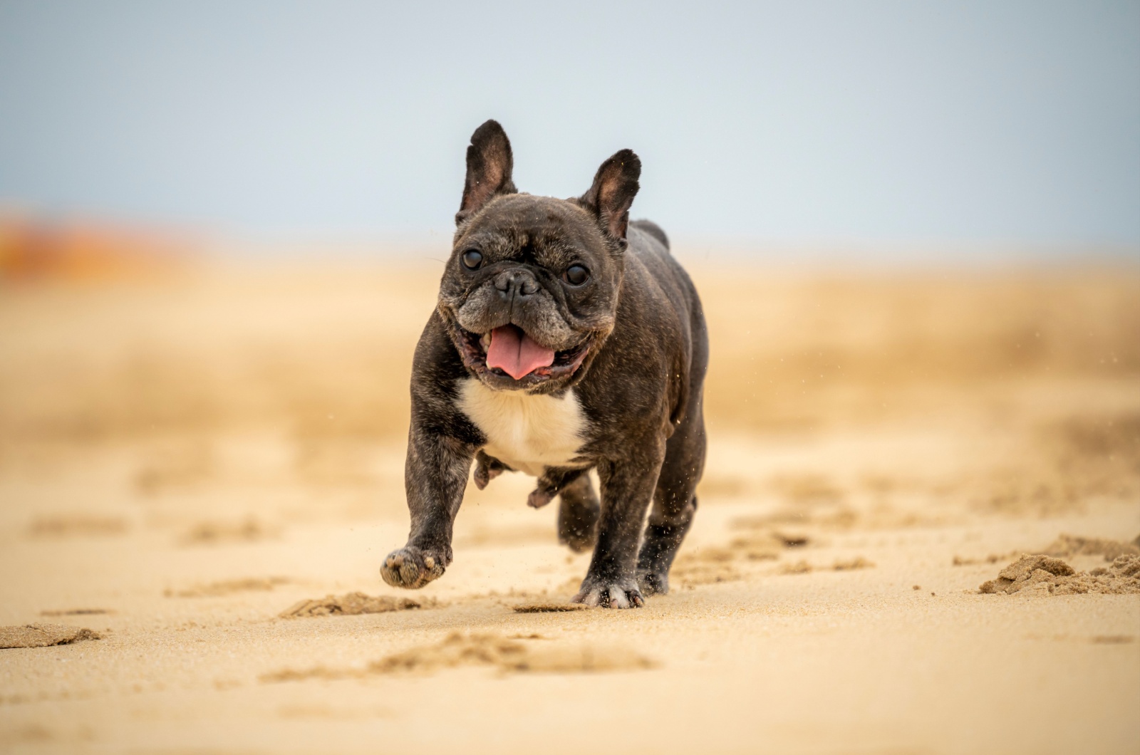 French Bulldog running on a sand