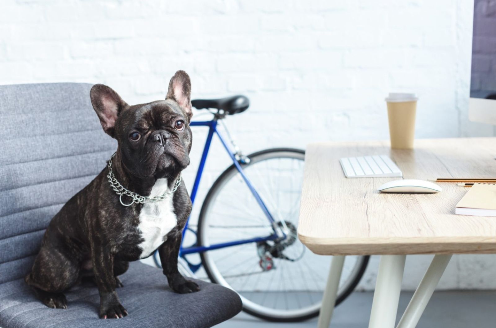 French Bulldog sitting on a chair