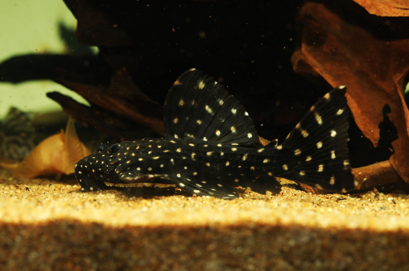 Freshwater Polka Dot Catfish