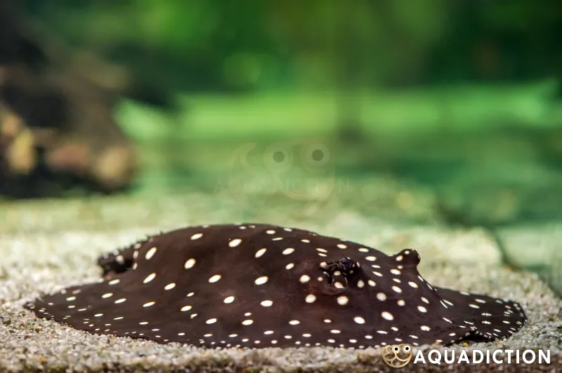 Freshwater Polka Dot Stingray