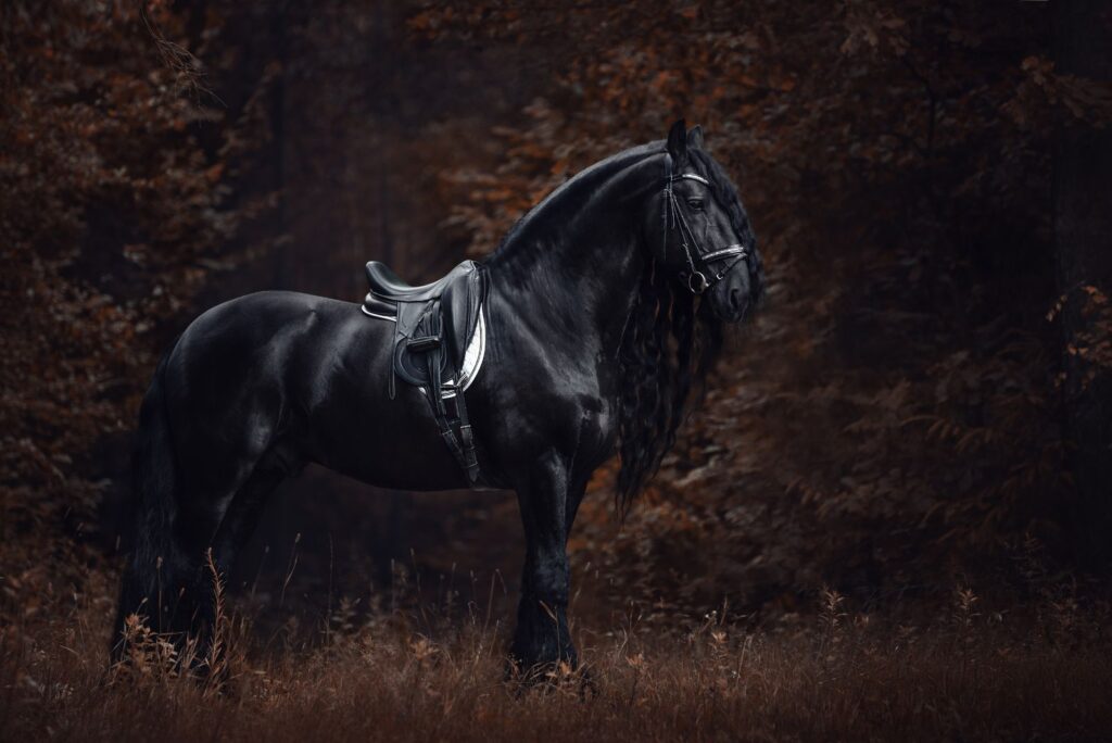 Friesian