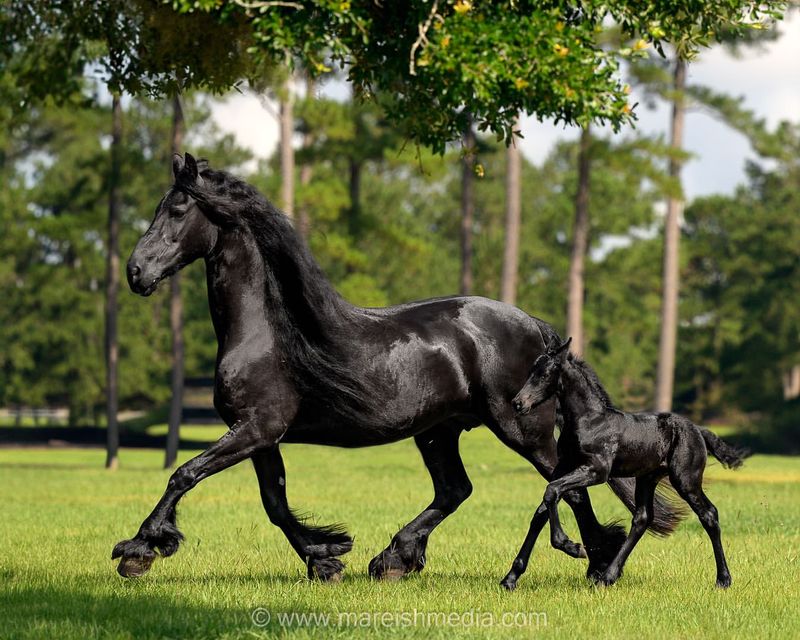 Friesian Horse