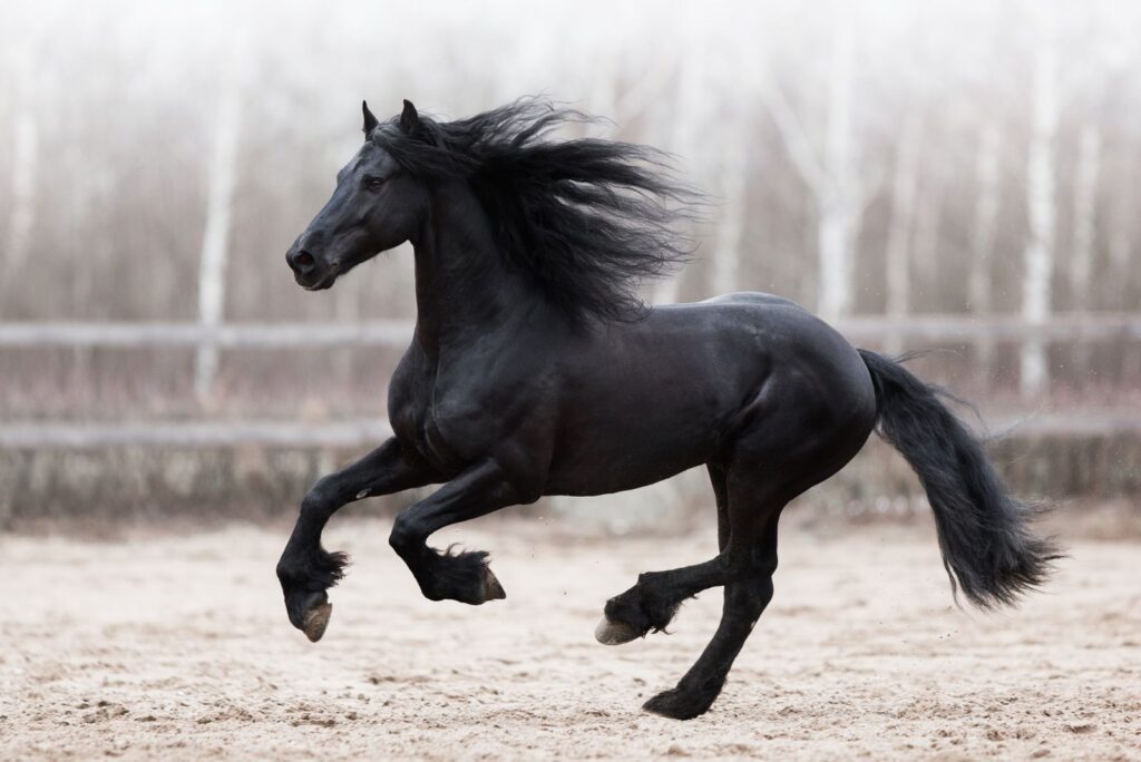 Friesian Horse