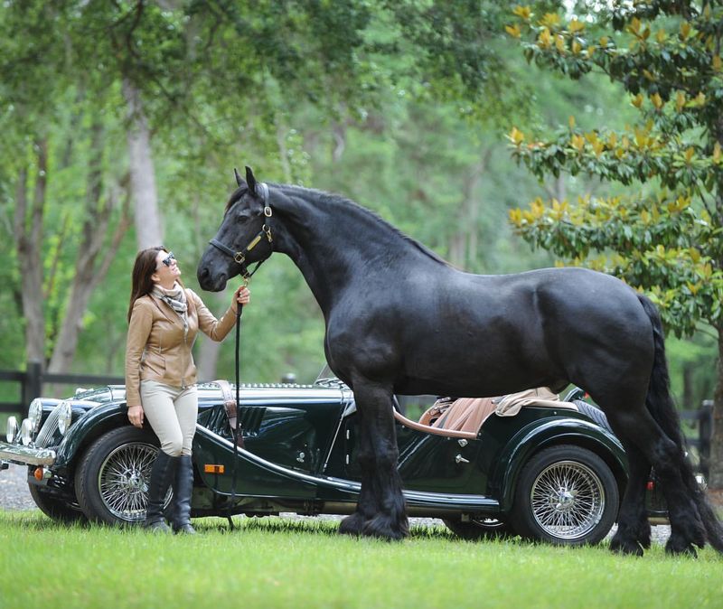 Friesian Horse