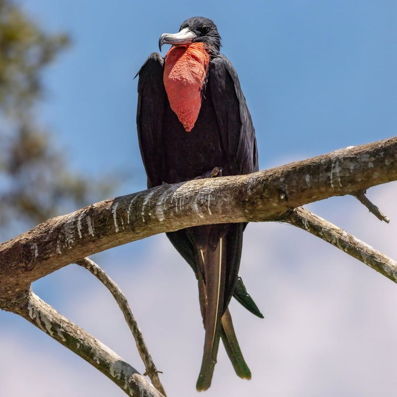 Frigatebird