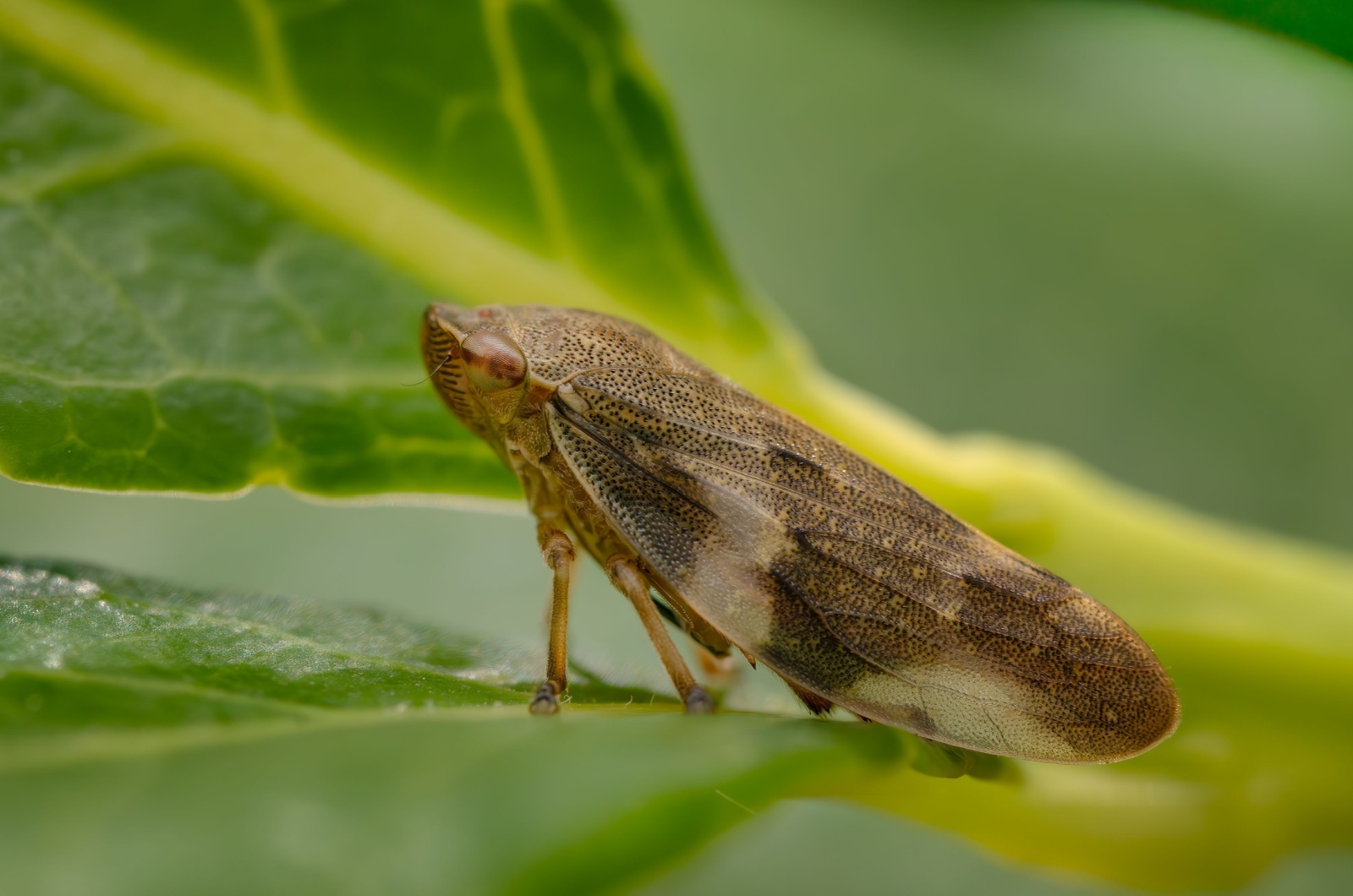 Froghopper