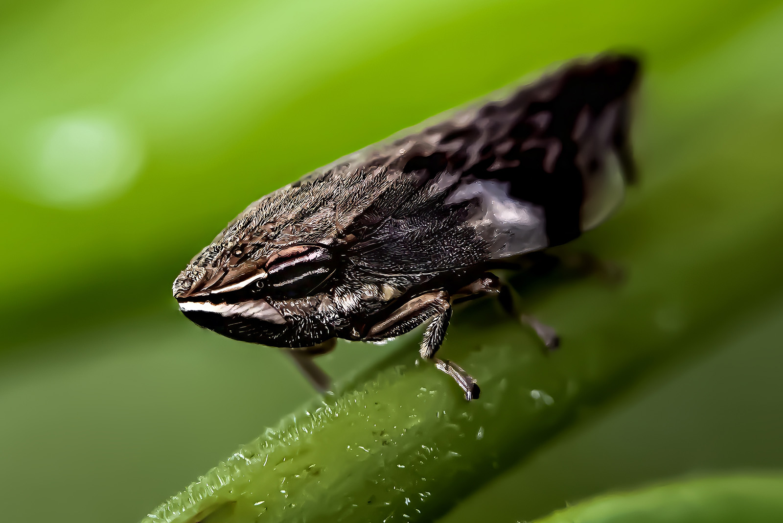 Froghopper