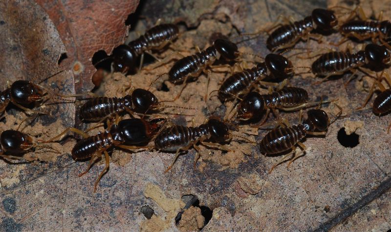 Fungus-Growing Termites