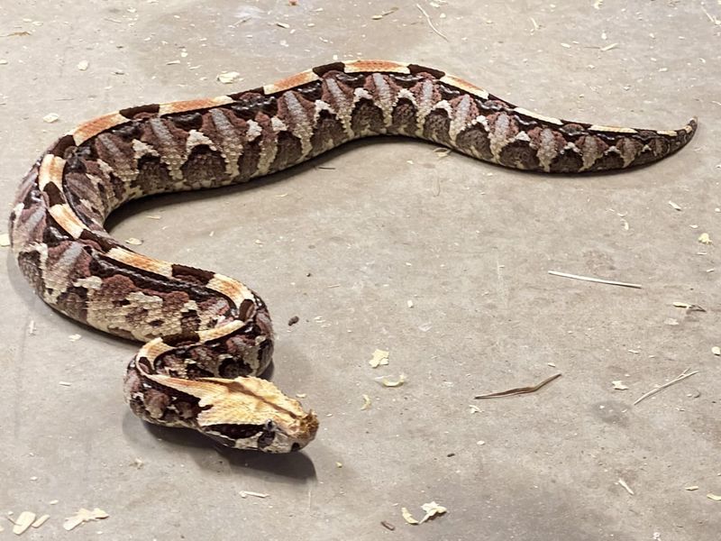 Gaboon Viper