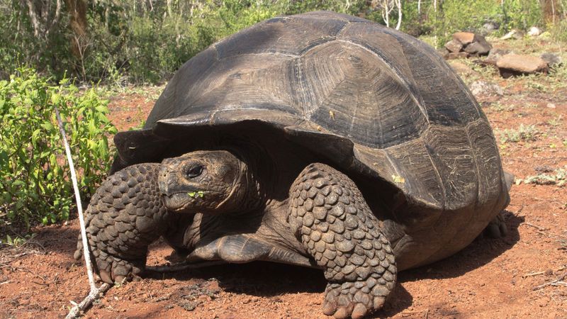 Galápagos Giant Tortoise