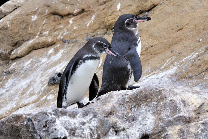 Galápagos Penguin