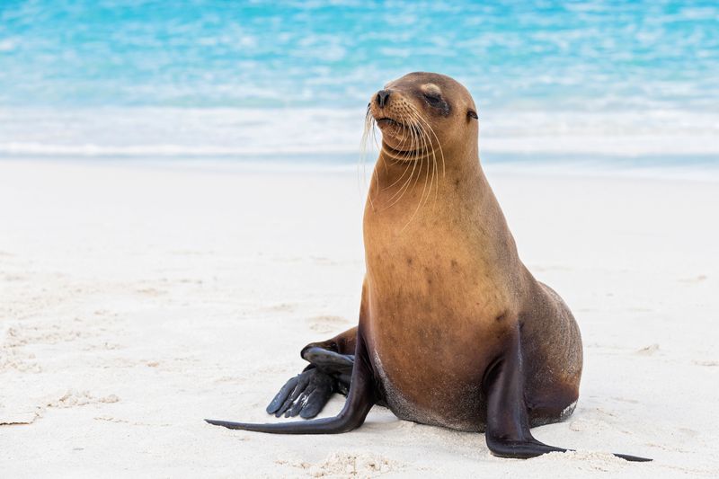 Galápagos Sea Lion