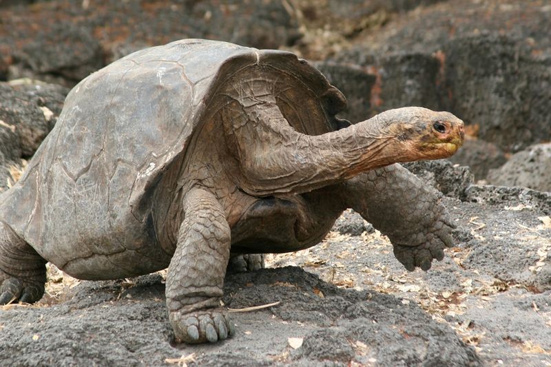 Galápagos Tortoise