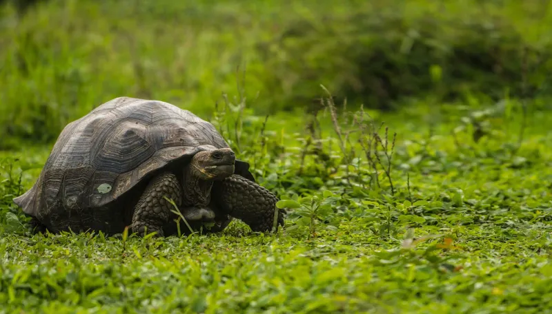 Galápagos Tortoise