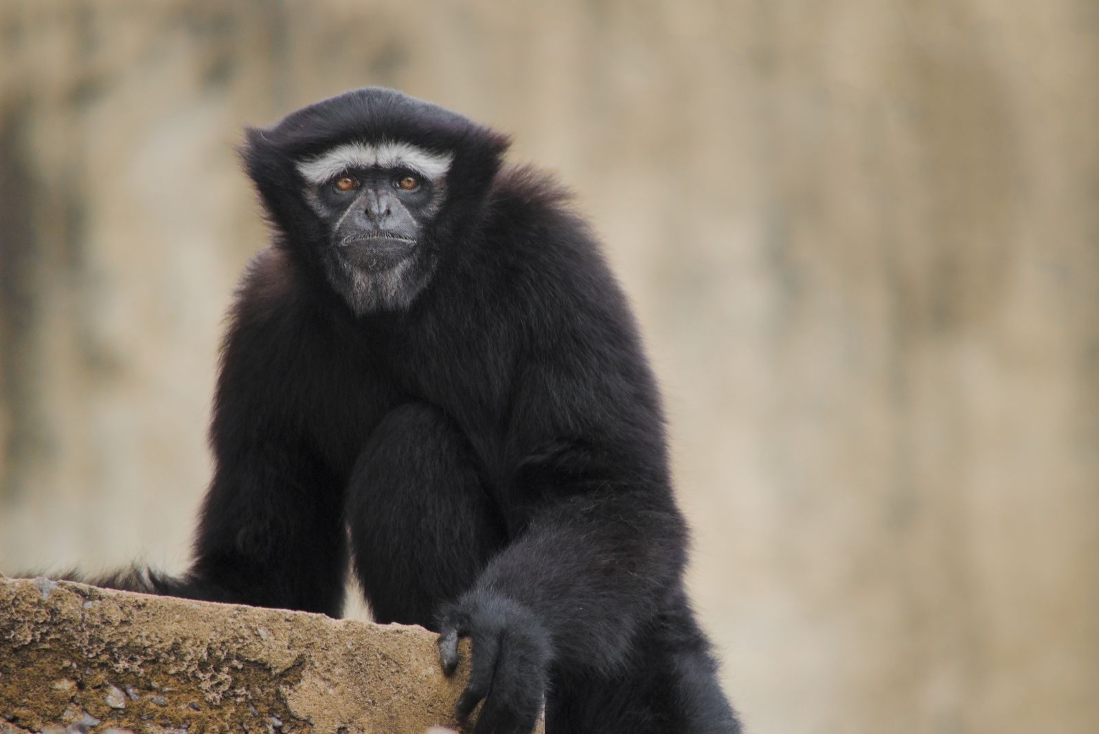 Gaoligong Hoolock Gibbon