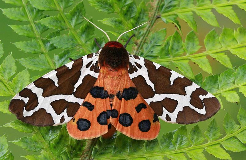 Garden Tiger Moth