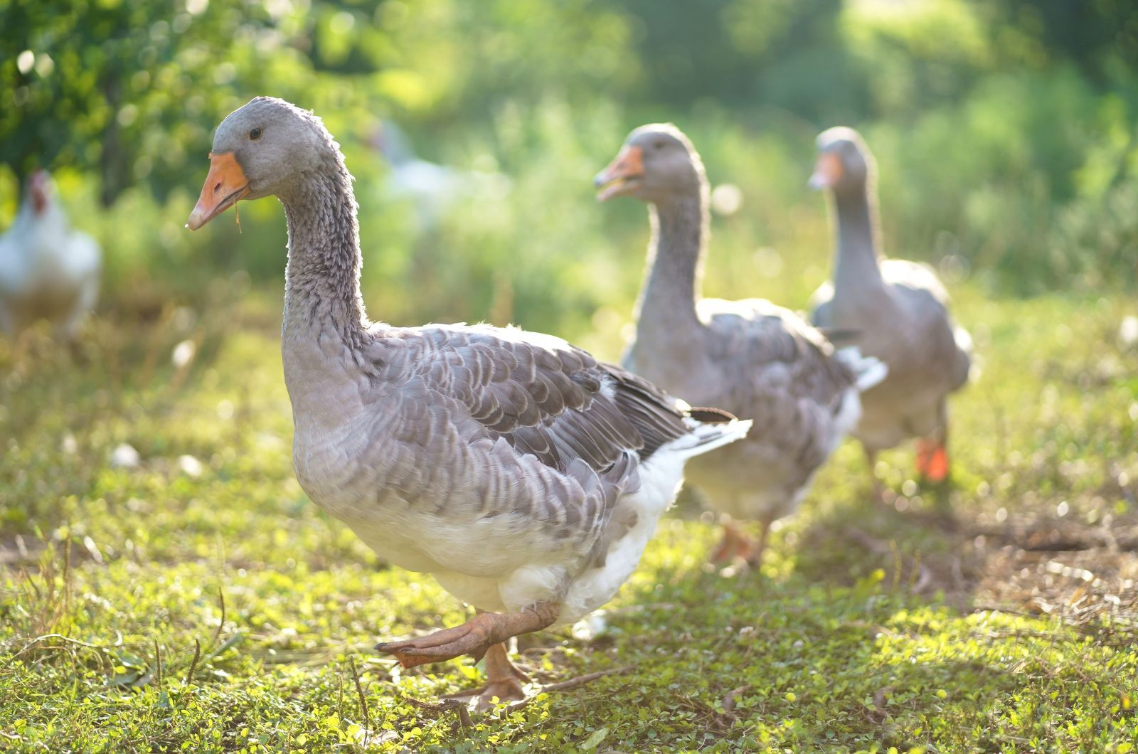 Geese Migrate