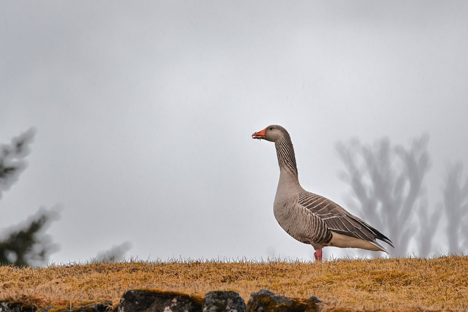 Geese