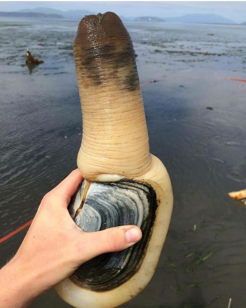 Geoduck